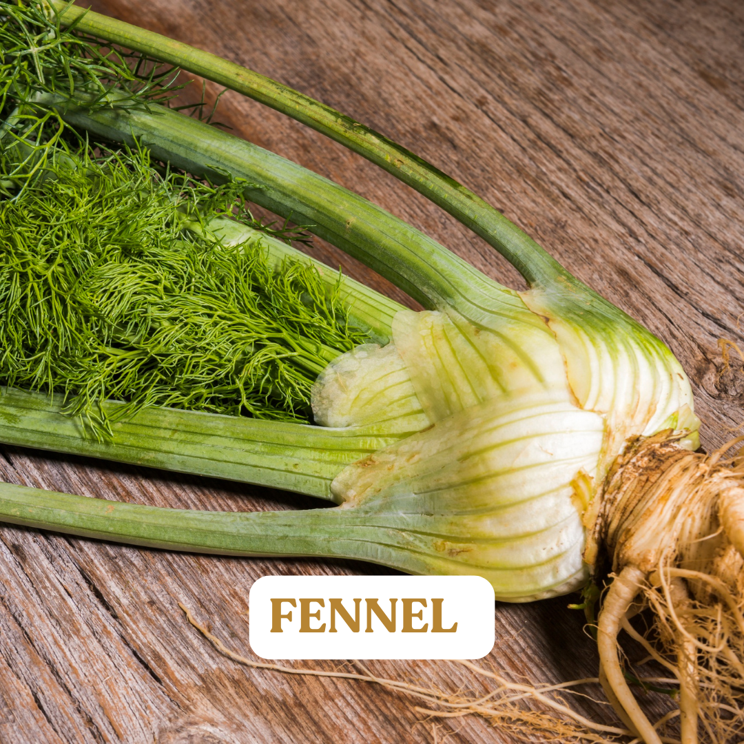 Fennel