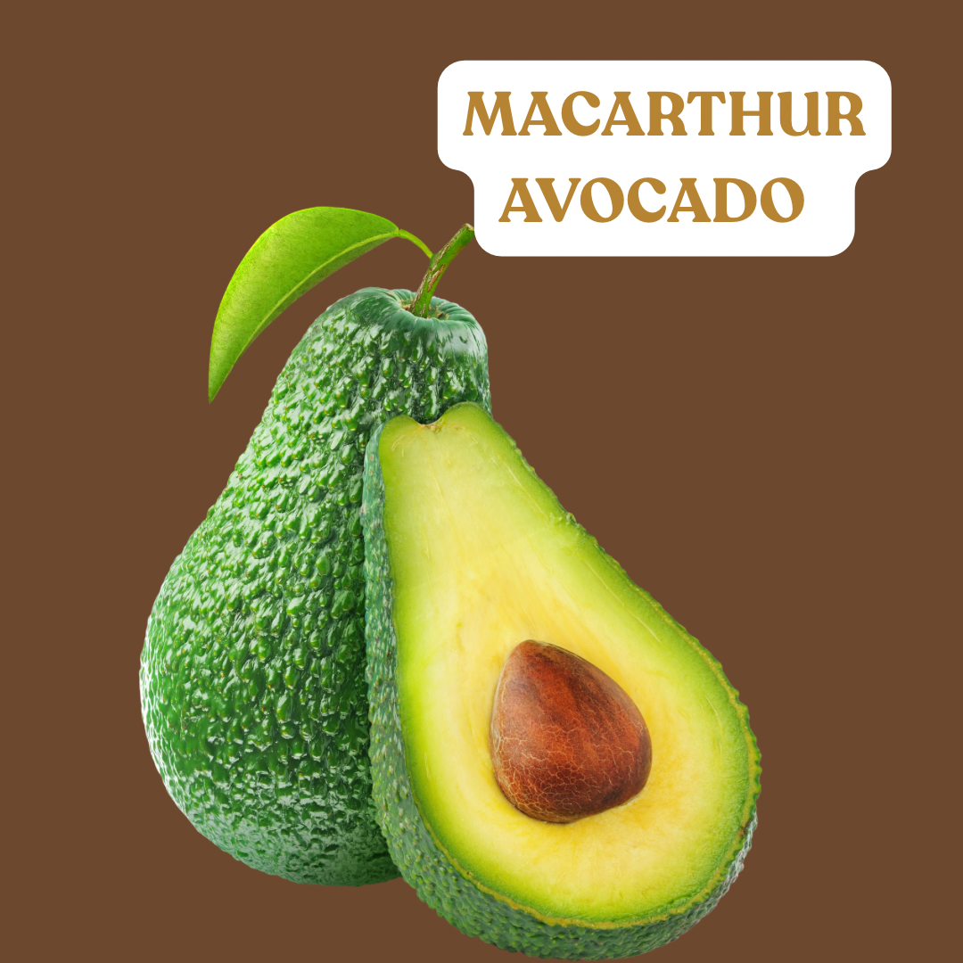 MacArthur Avocado