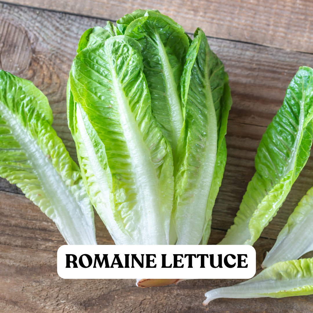 Romaine Lettuce