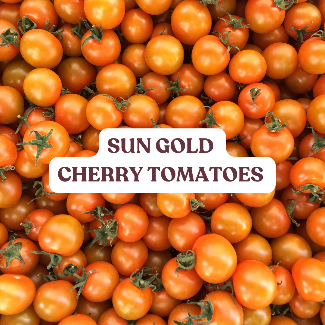 Sun Gold cherry tomatoes (1 Pint)