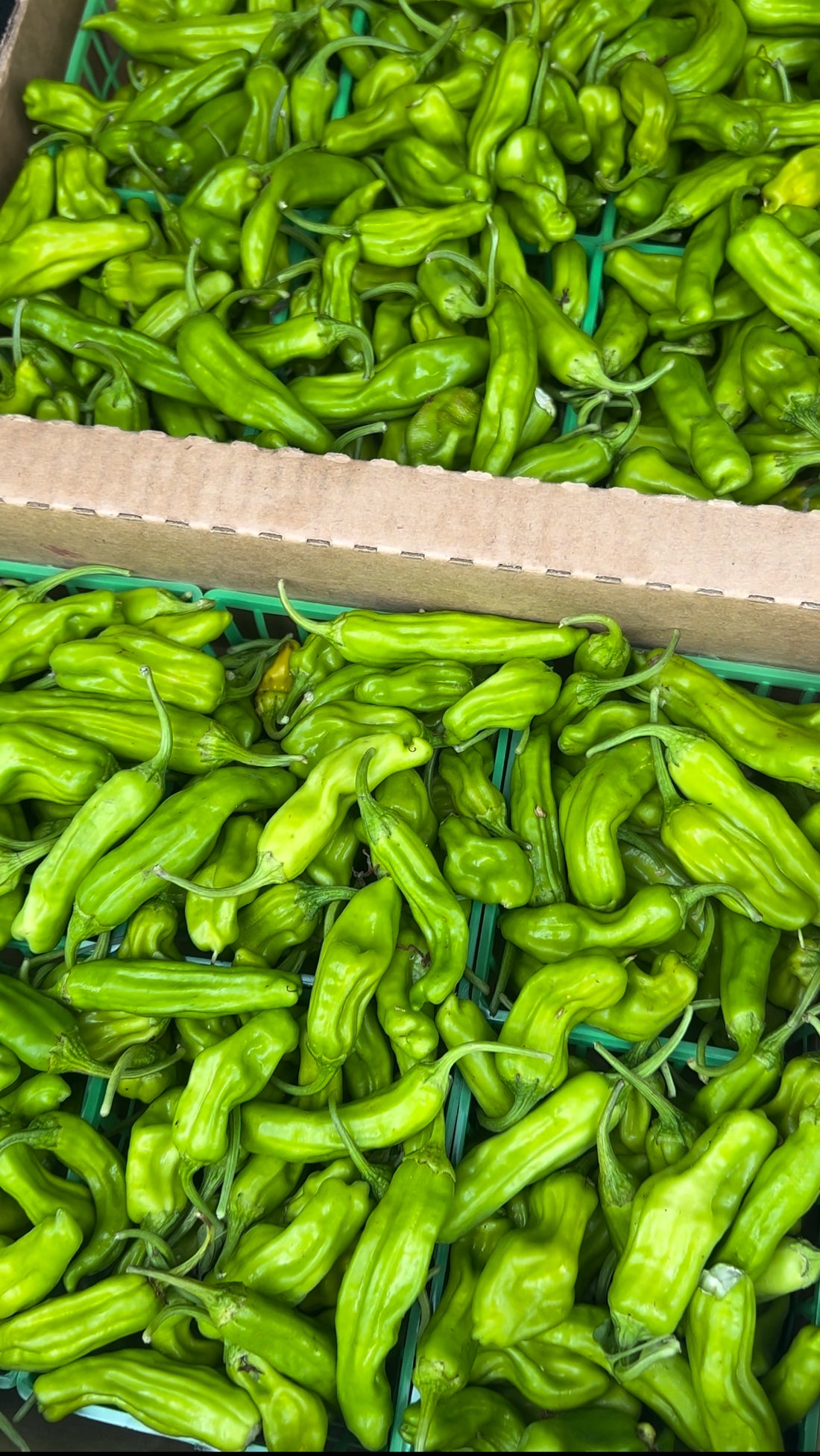 Organic shishito pepper