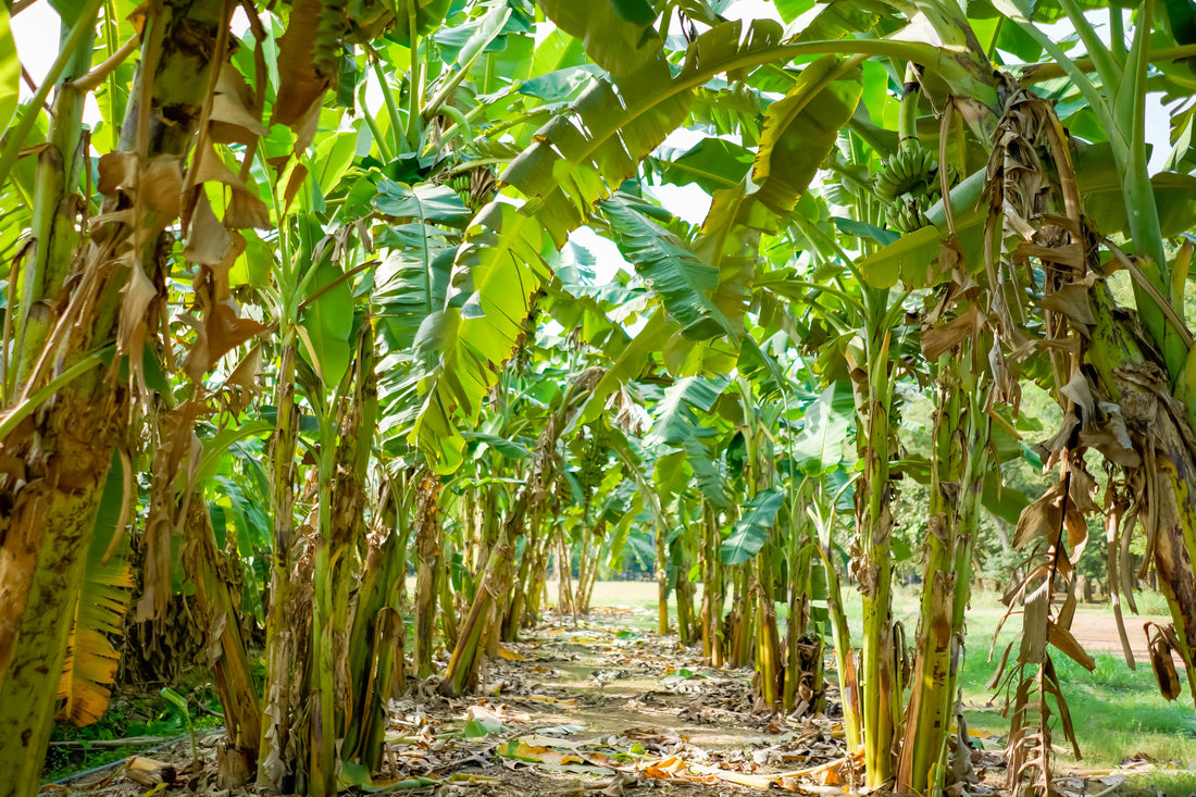 The Banana Question: Access, Ethics, and Ripeness