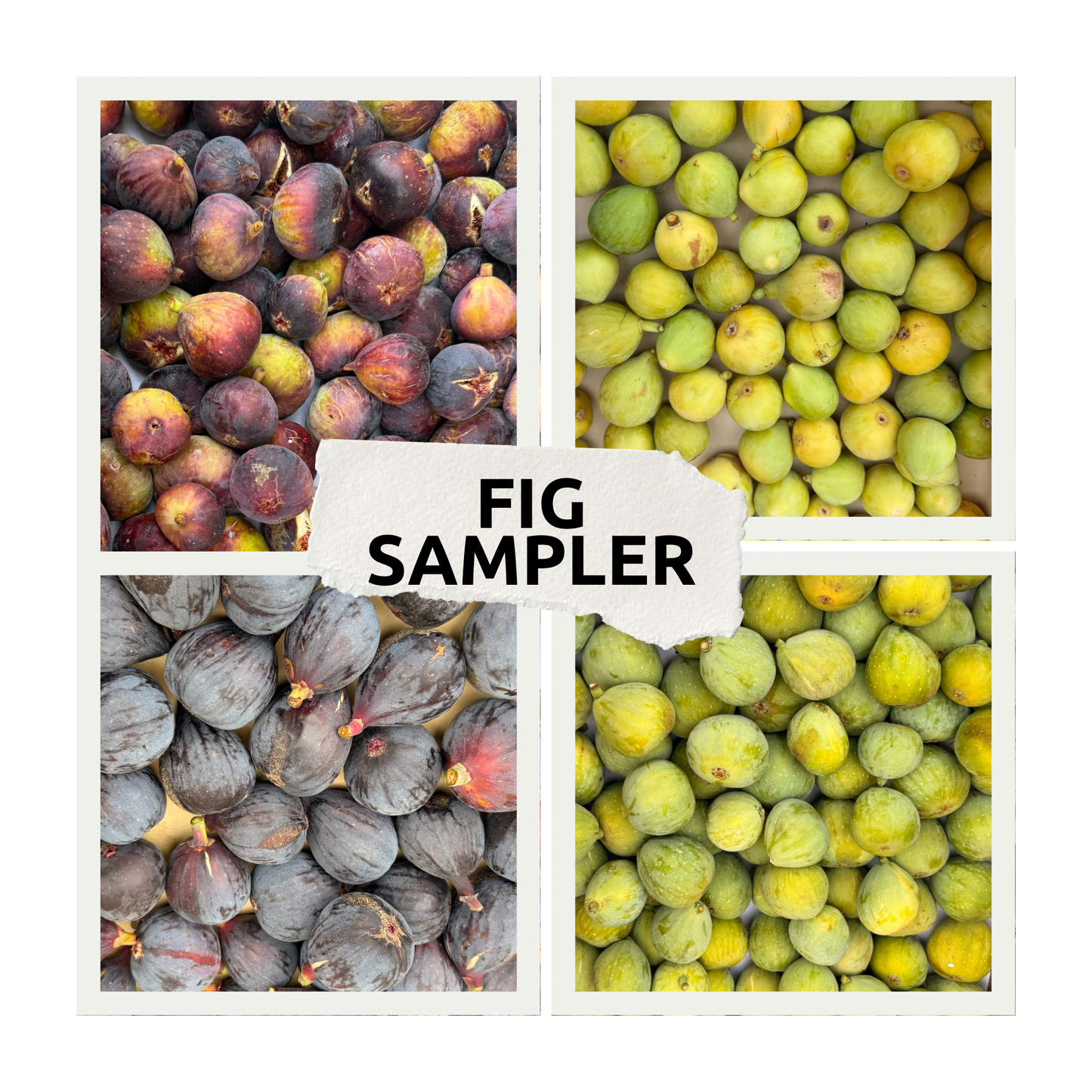 Fig Variety Pack