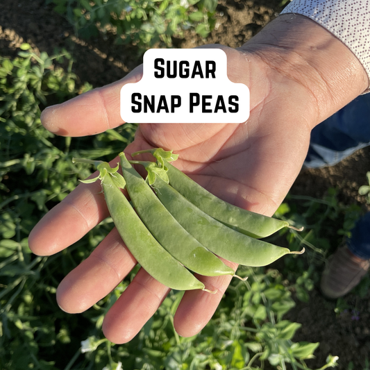 Sugar Snap Peas