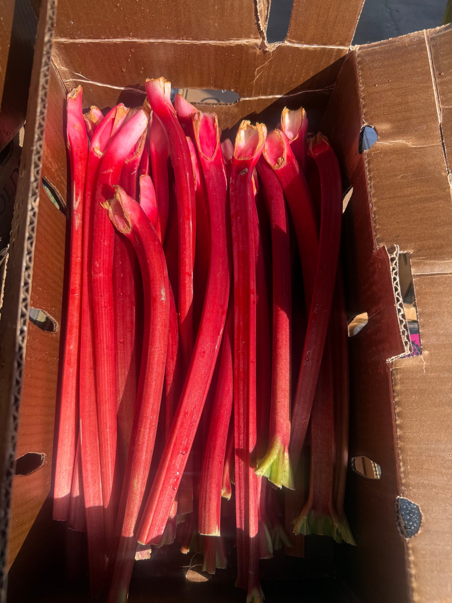 Rhubarb (1lb)