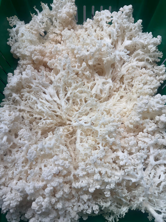 Coral Tooth Mushroom