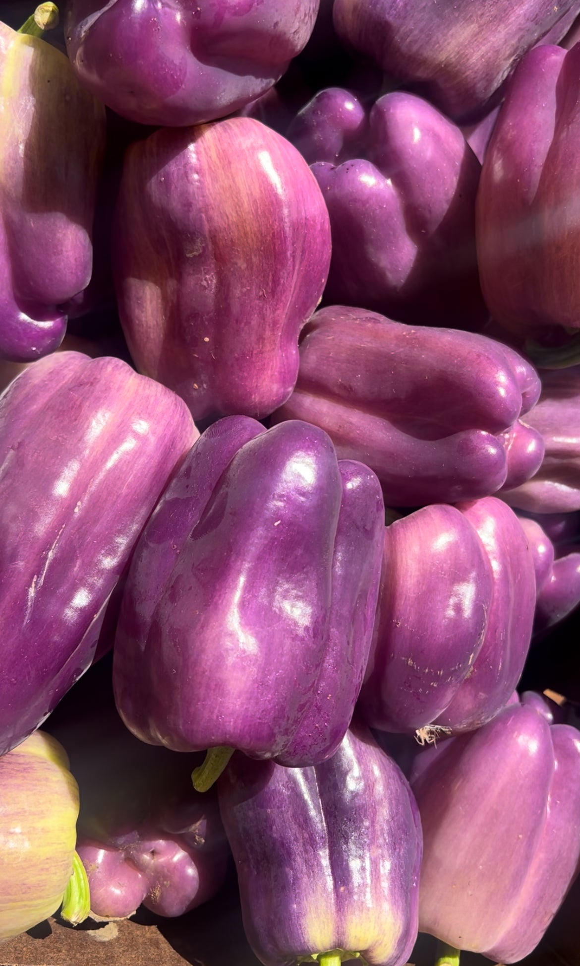 Purple bell pepper