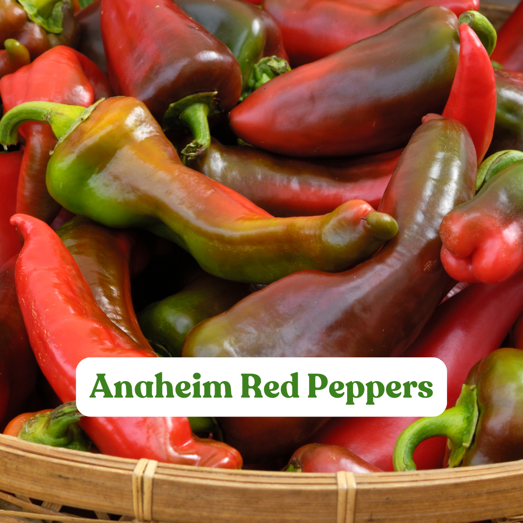 Red Anaheim Pepper