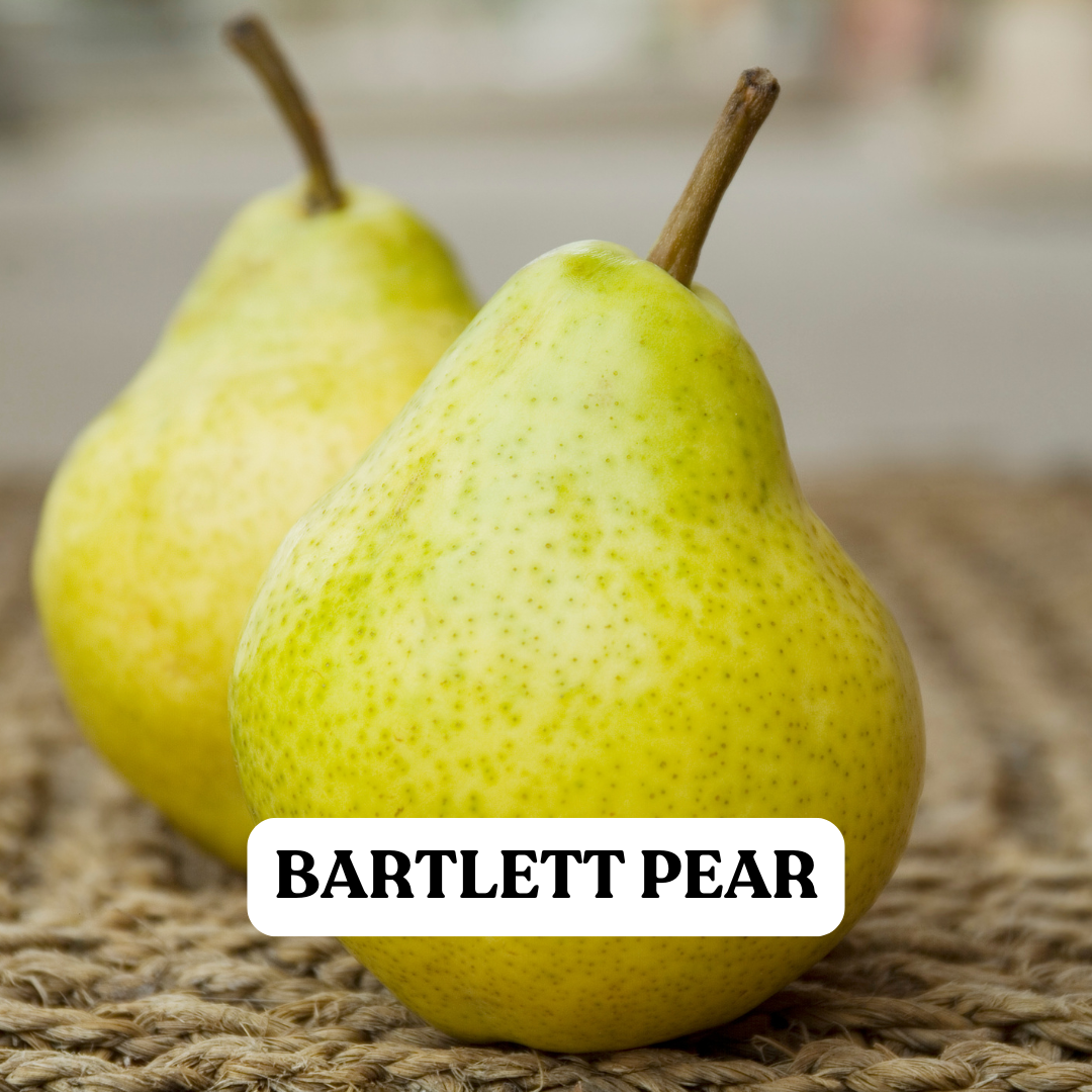 Bartlett Pear