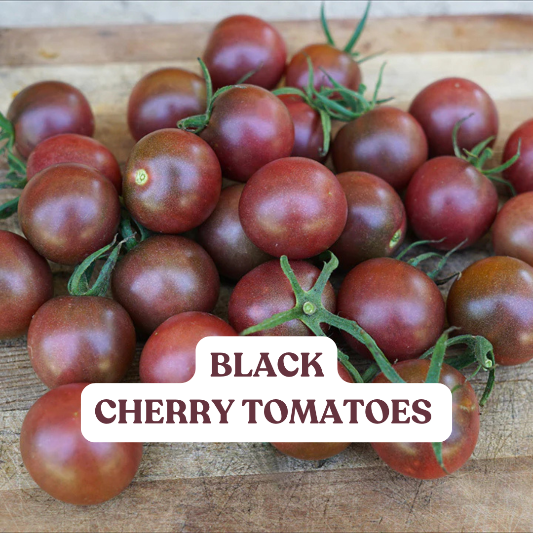 Black cherry tomatoes