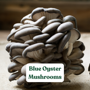 Blue Oyster Mushrooms