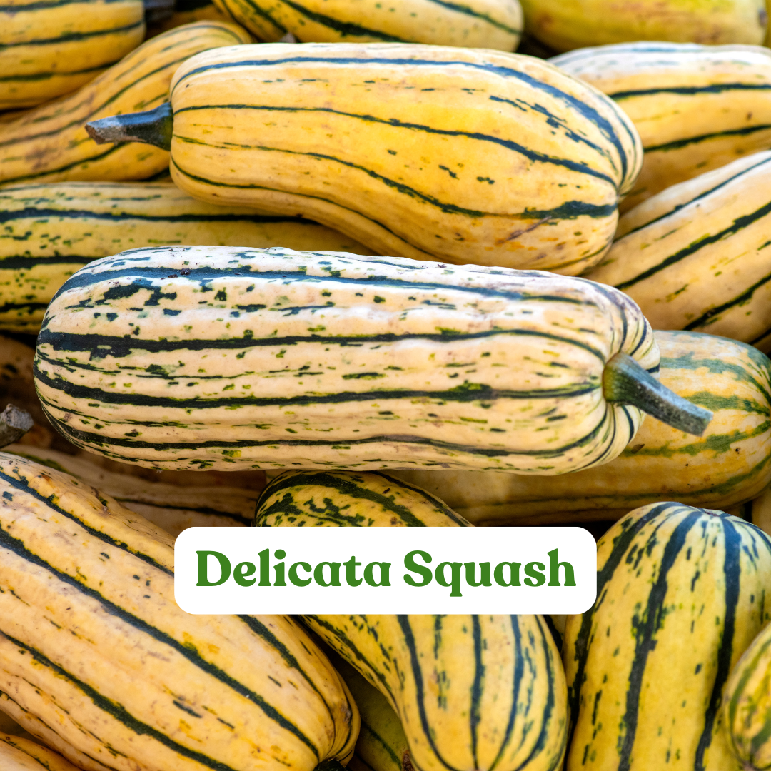 Delicata Squash