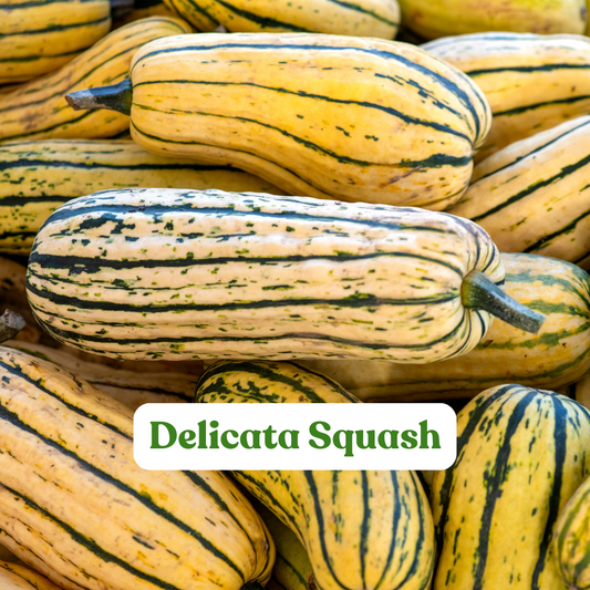 Delicata Squash