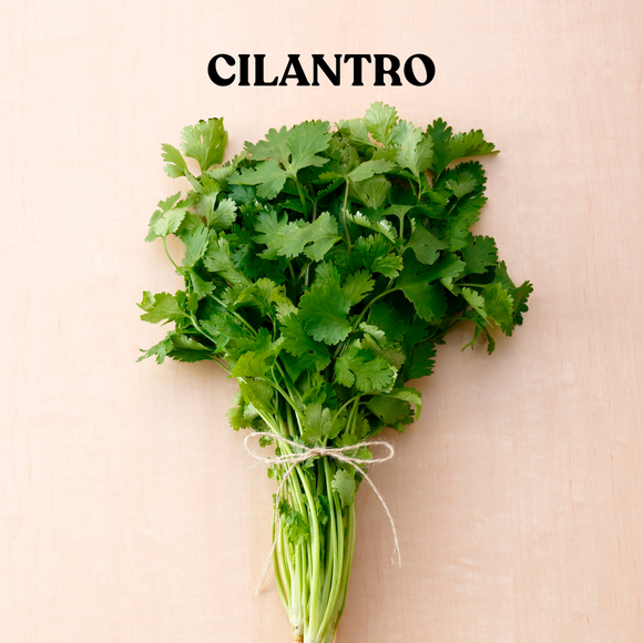 Cilantro