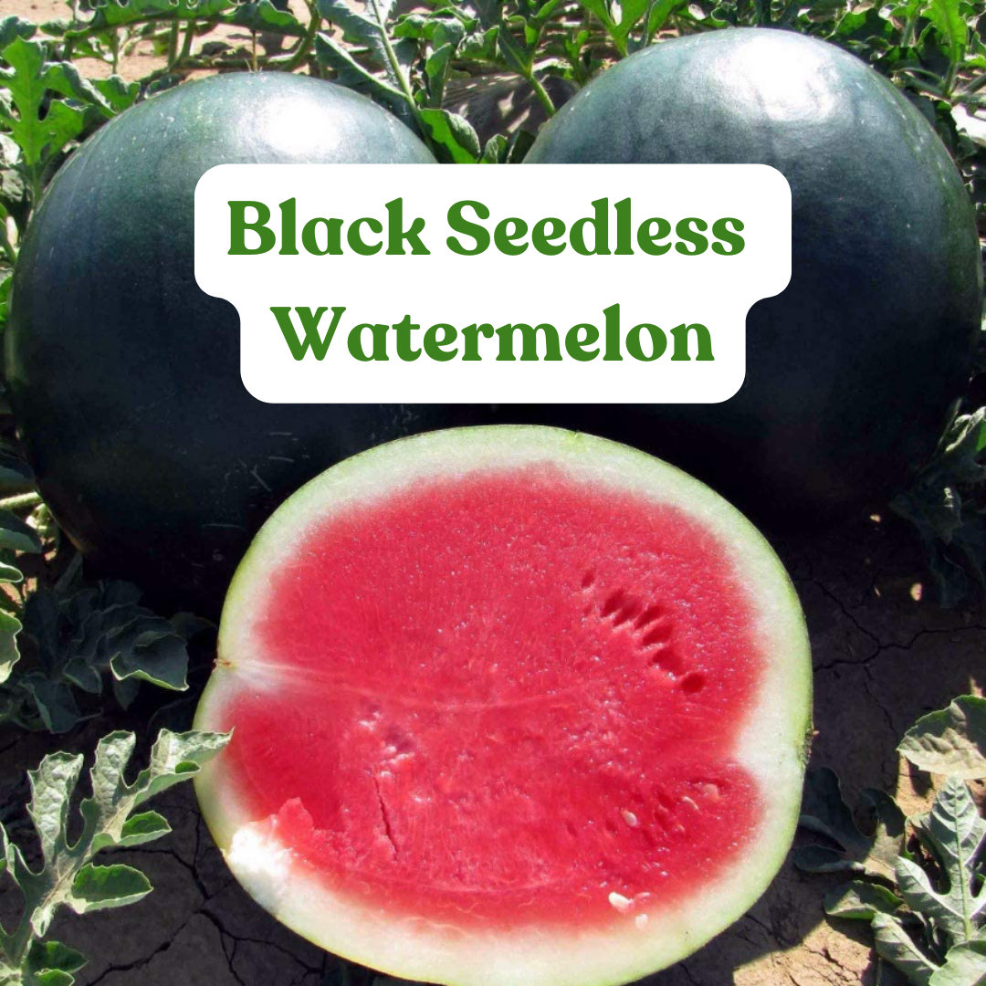 Black Seedless Watermelon