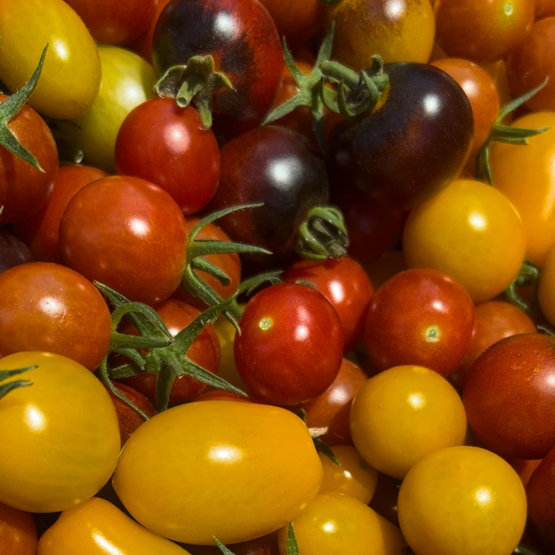 Cherry Tomatoes