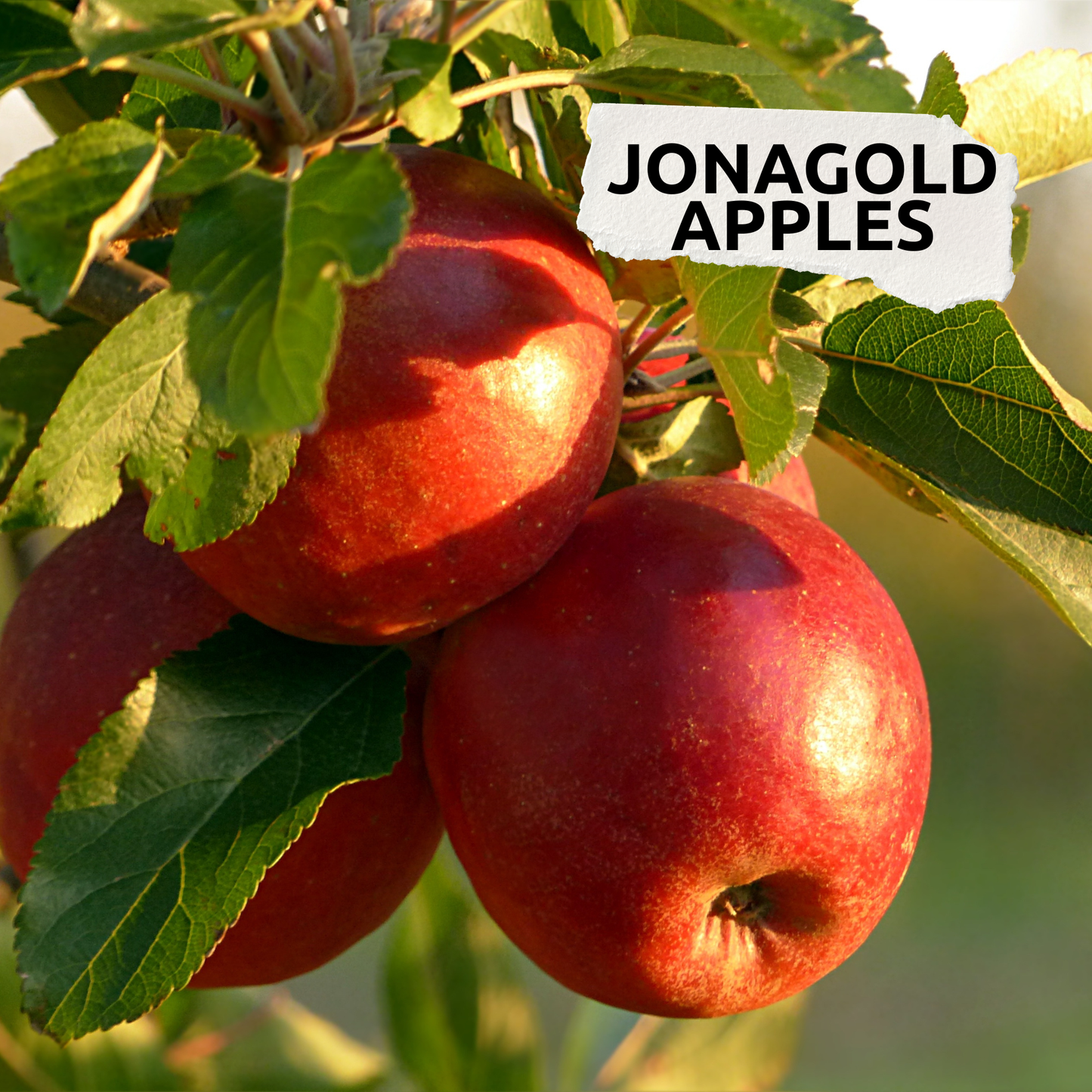 Jonagold Apples