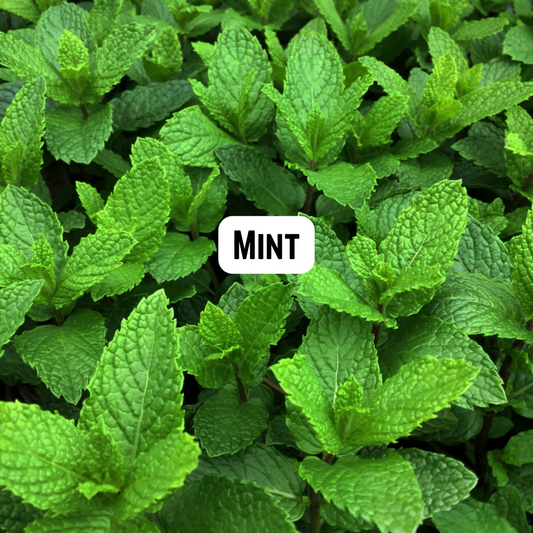 Mint