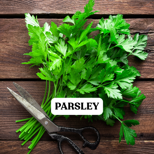 Parsley