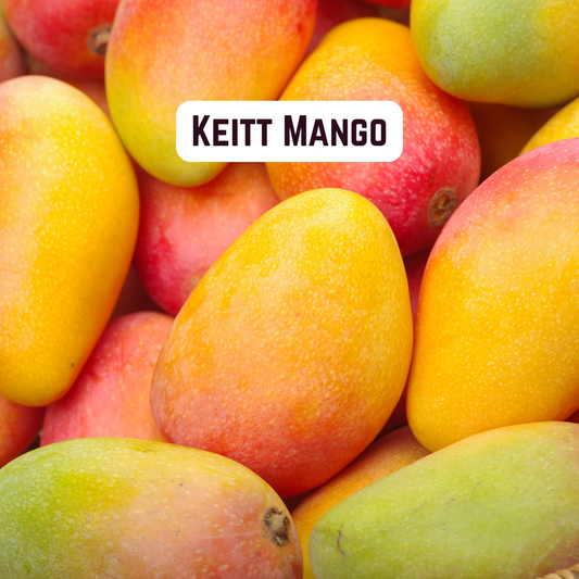 Keitt Mango