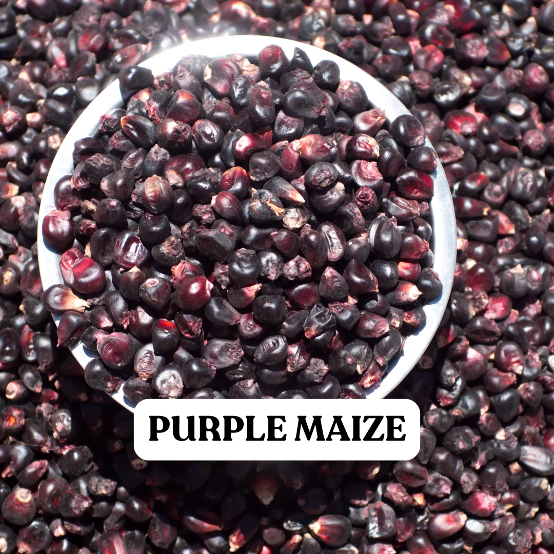 Purple Maize