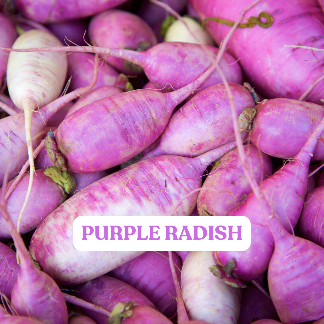 Purple Radish