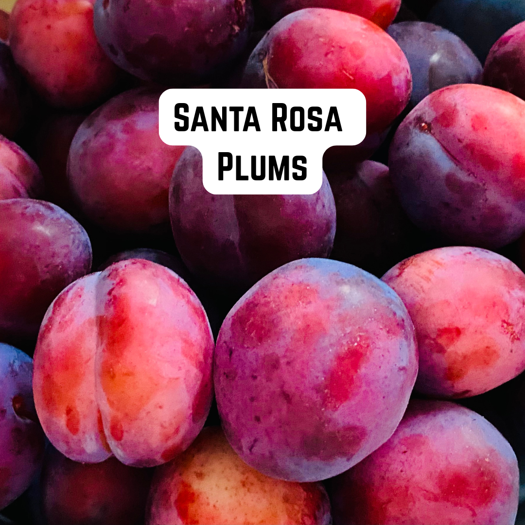 Santa Rosa Plums