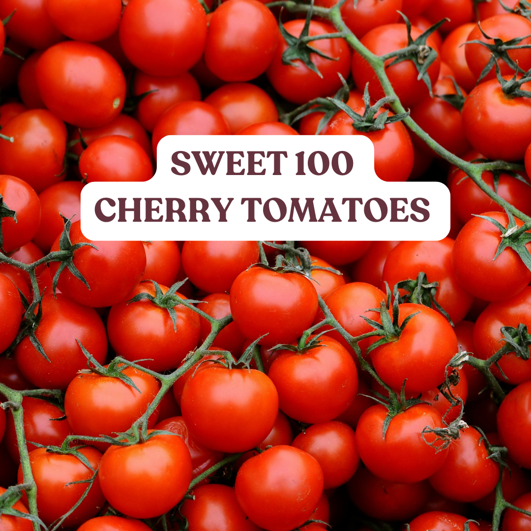 Sweet 100 cherry tomatoes