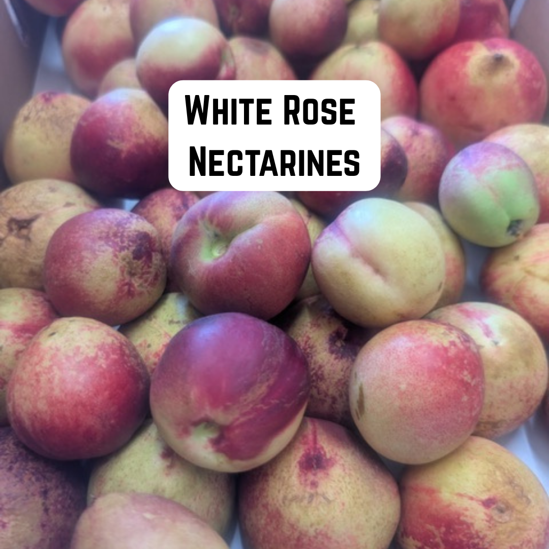 White Rose Nectarines