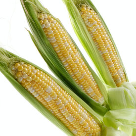 Bi-Color Corn
