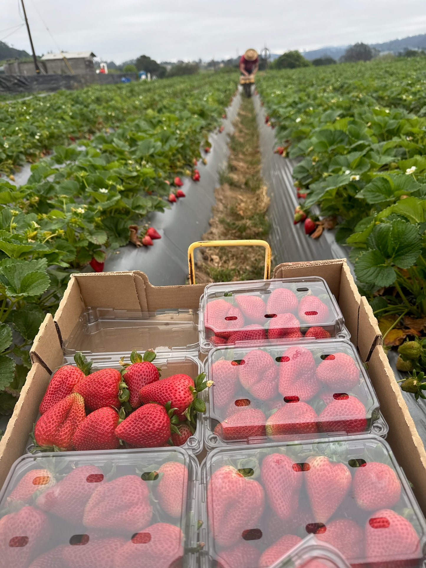 Strawberry Case! (limited time special) subscribers only