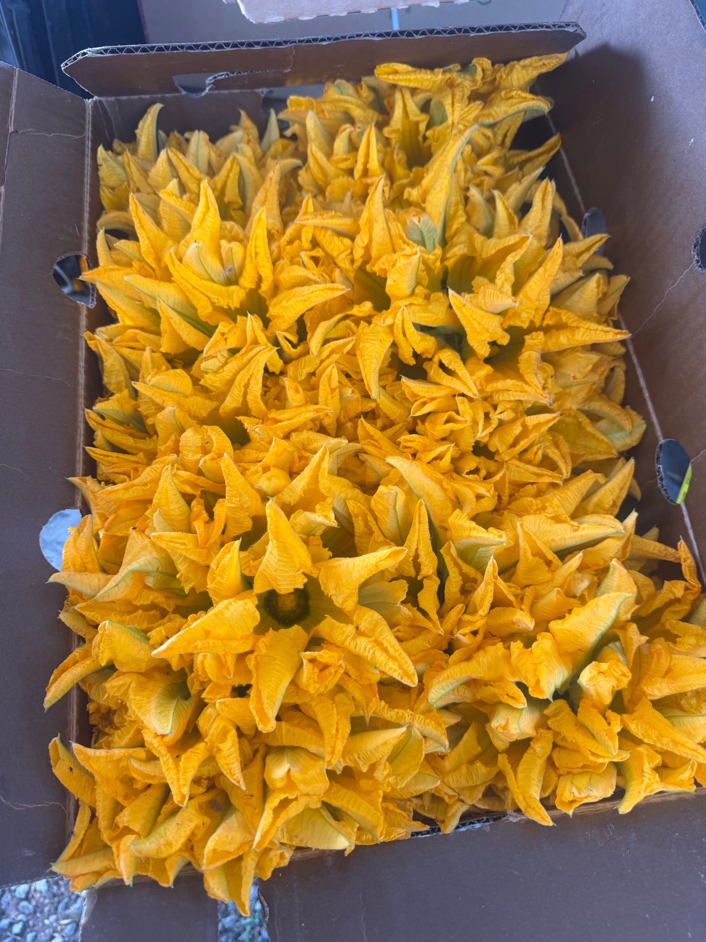 Zucchini Blossoms